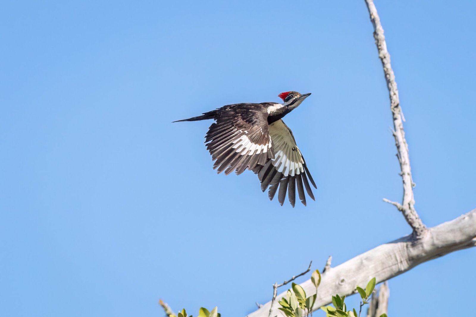 Pileated Woodpecker Flies Back To Nest