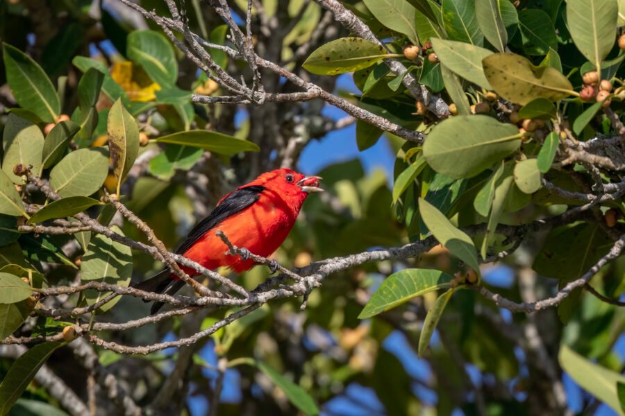 Scarlet Tanager Eating A Small Red Fig