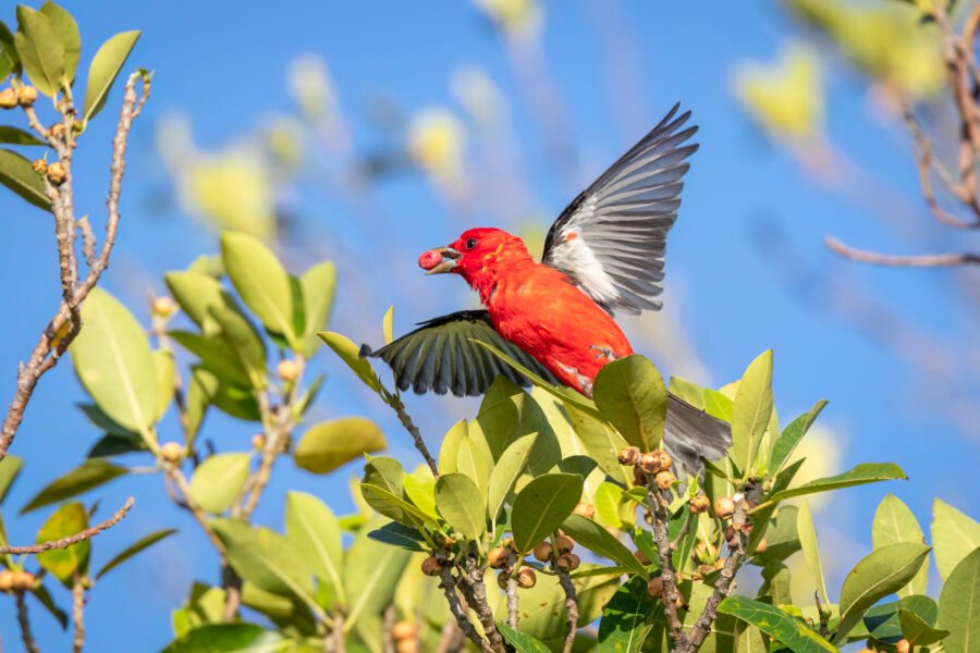 Scarlet Tanager Flying Off With Fig