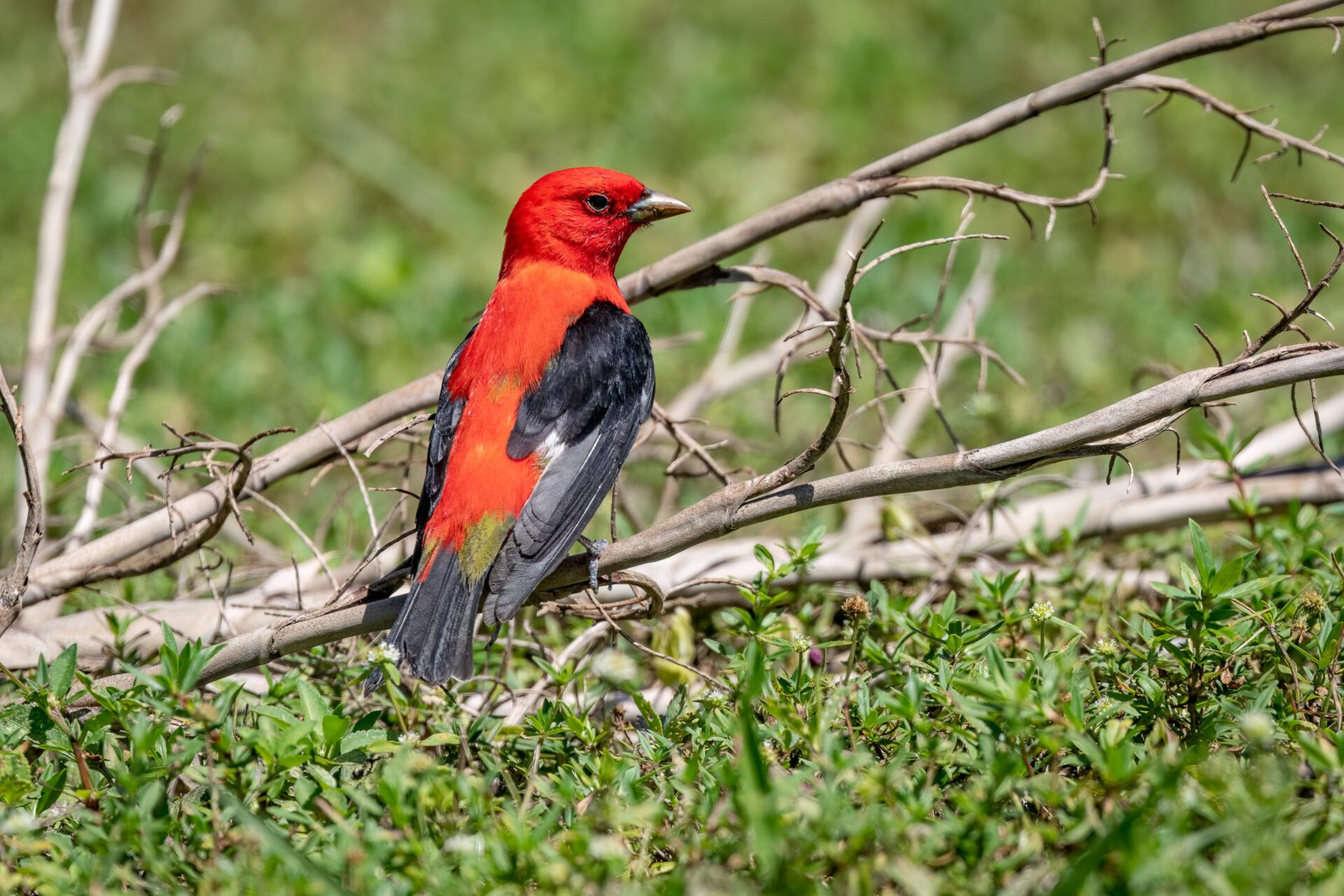Scarlet Tanager Looking Back From Branch On Ground