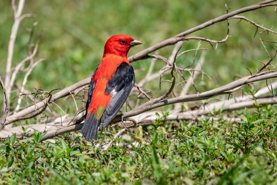 Scarlet Tanager Looking Back From Branch On Ground