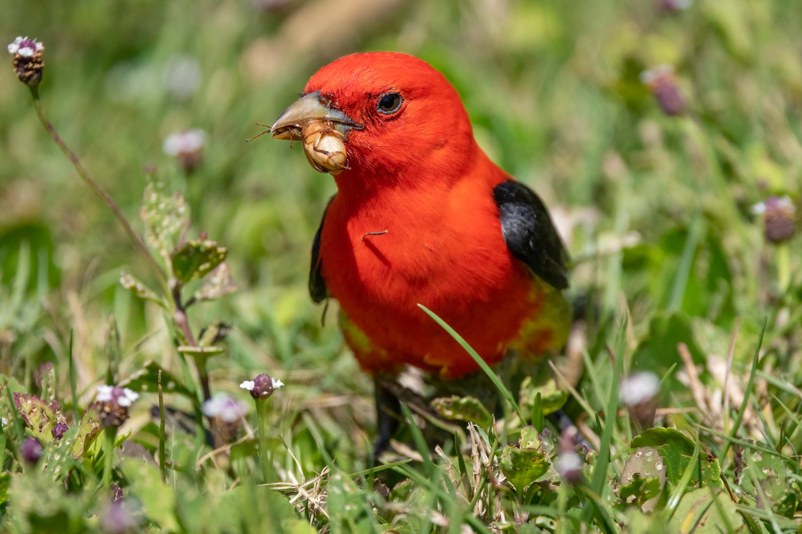 Scarlet Tanager On Ground Eating Large Bug