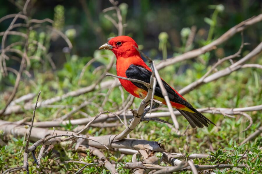 Scarlet Tanager Perched On Branch On Ground