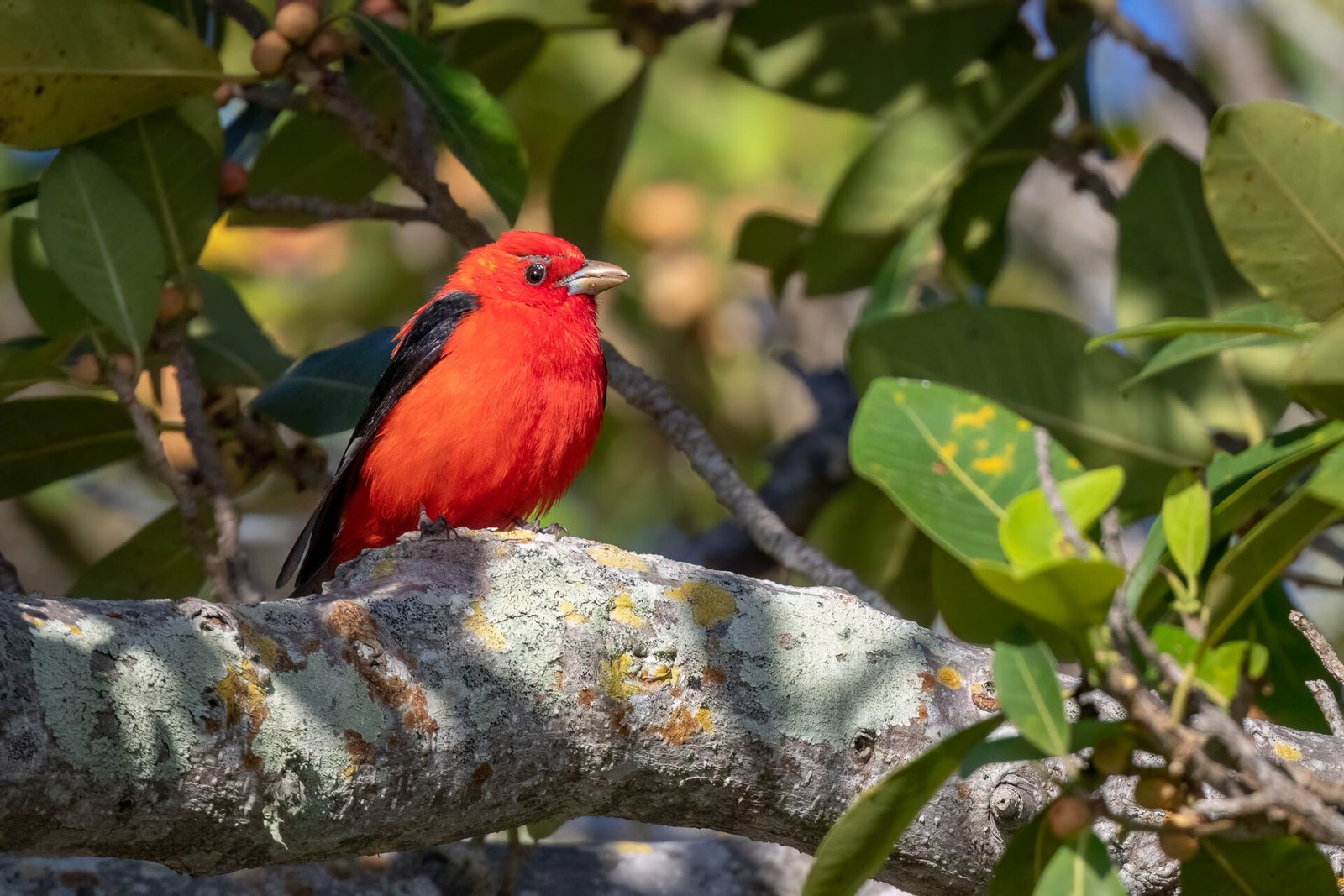 Scarlet Tanager Perched On Large Branch In Sun
