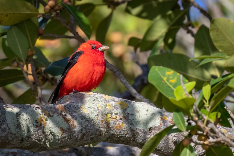 Scarlet Tanager Perched On Large Branch In Sun