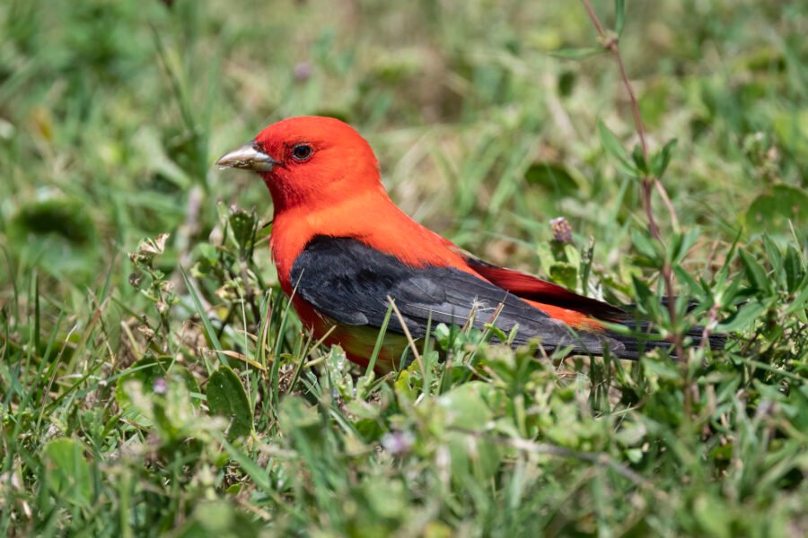 Scarlet Tanager Resting On Ground In Frogfruit