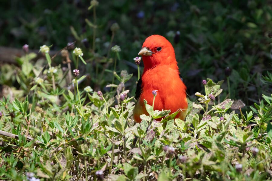Scarlet Tanager Sitting Frogfruit In Sun