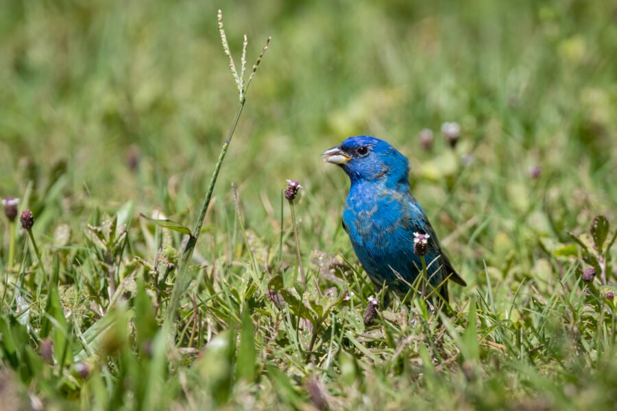 Indigo Bunting Eating Frogfruit Seeds