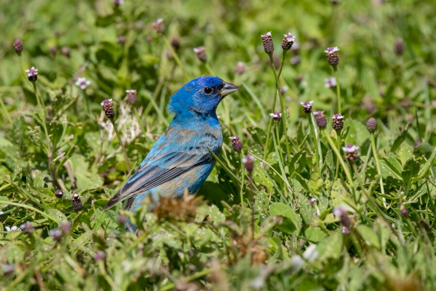 Indigo Bunting Looking For Frogfruit Seeds