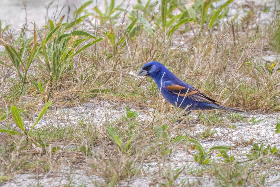 Blue Grosbeak Male Hopping Through Grasses In Sand