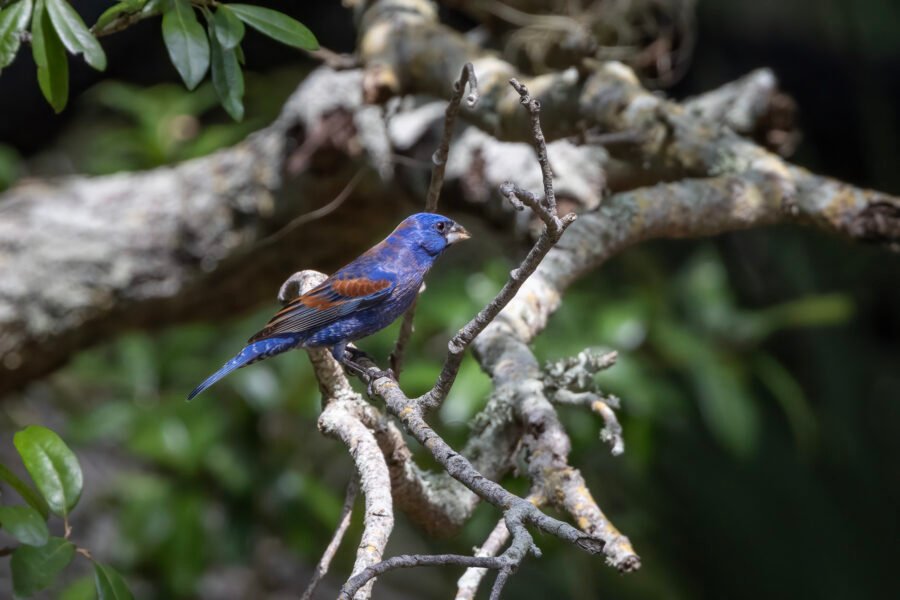 Blue Grosbeak Male On Branch In Sun