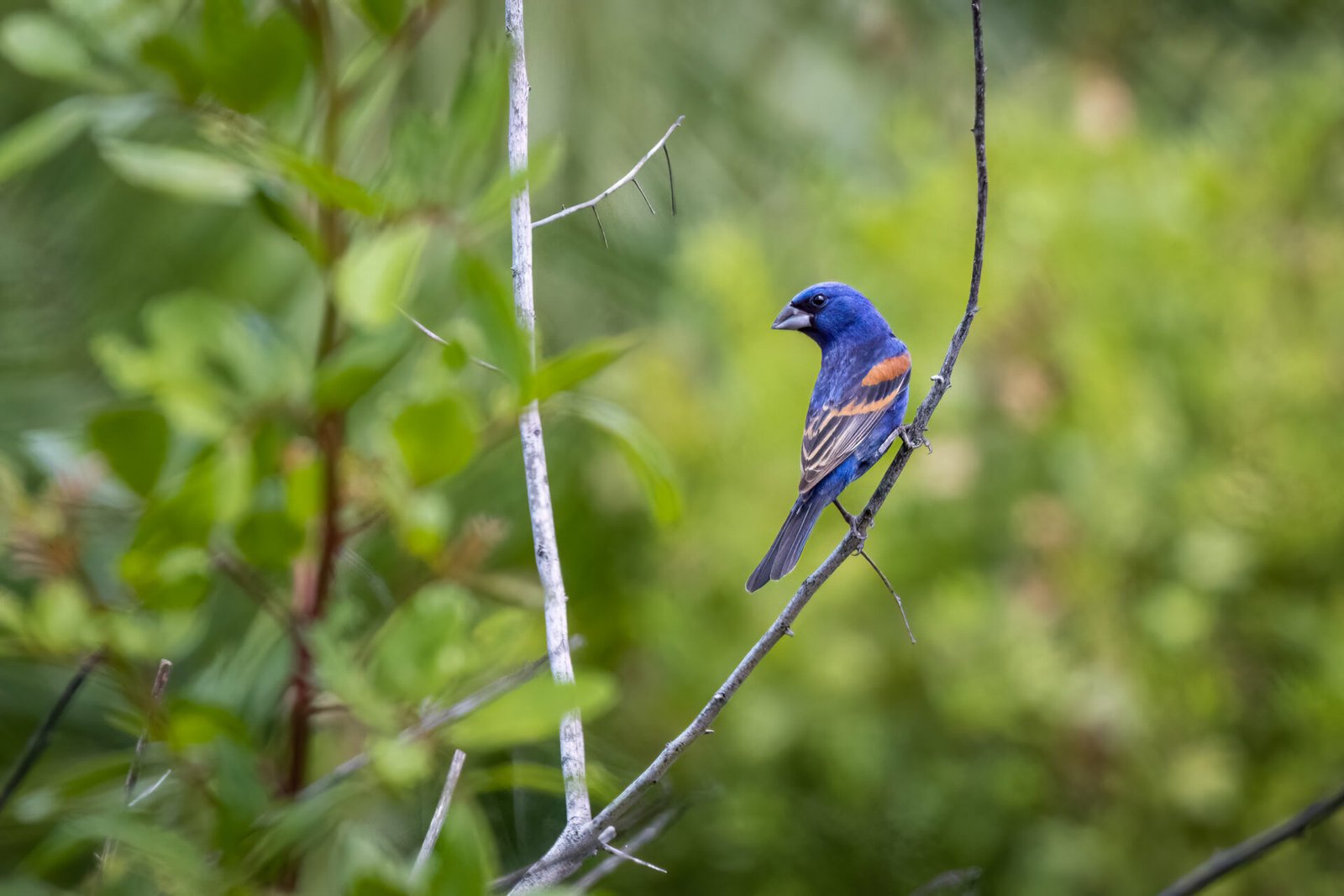 Blue Grosbeak Male Perched On Shrub Looking Back