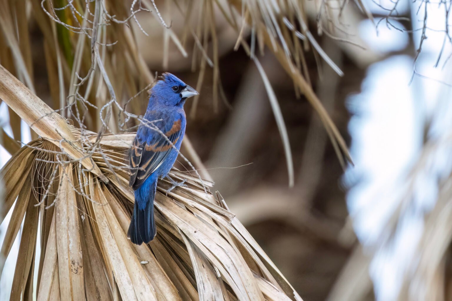 Blue Grosbeak Male Resting On Dead Palm Frond