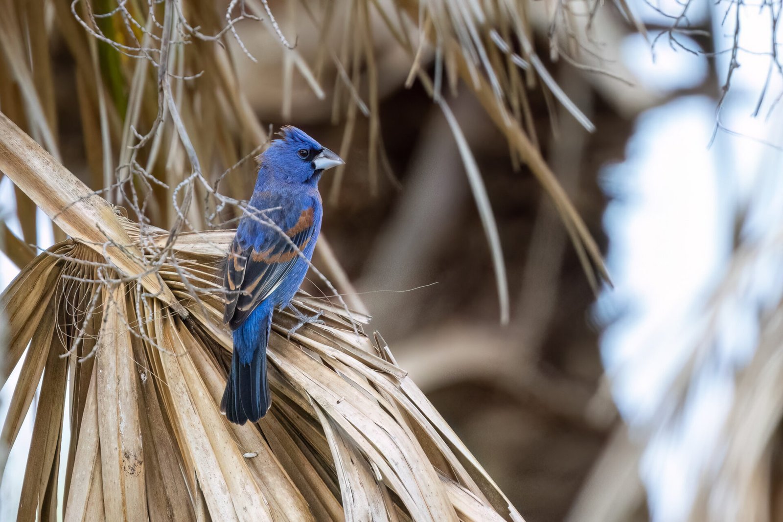 Blue Grosbeak Male Resting On Dead Palm Frond