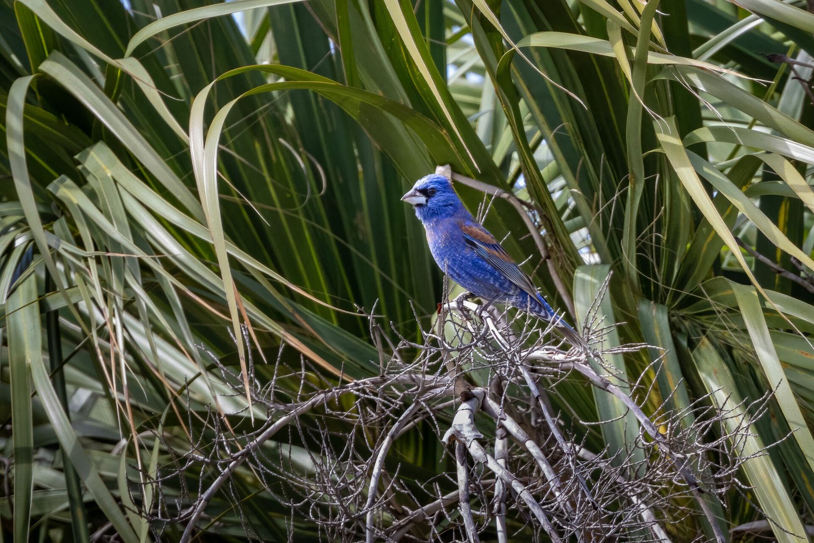 Blue Grosbeak Male Sitting In Palm Tree