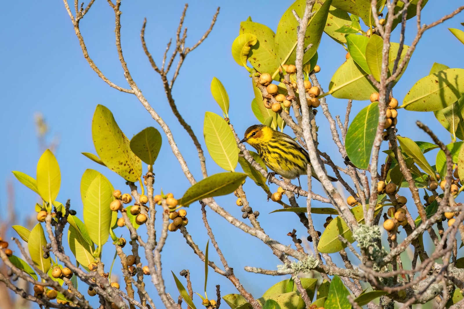 Cape May Warbler Perched In Fig Tree