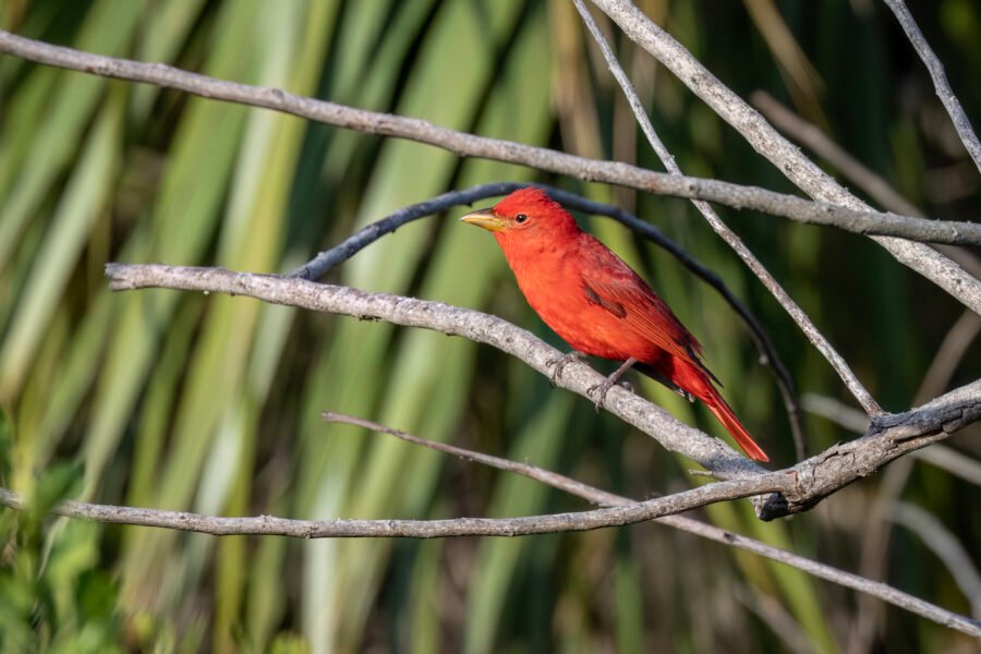Summer Tanager Male Perched On Branch In Sun