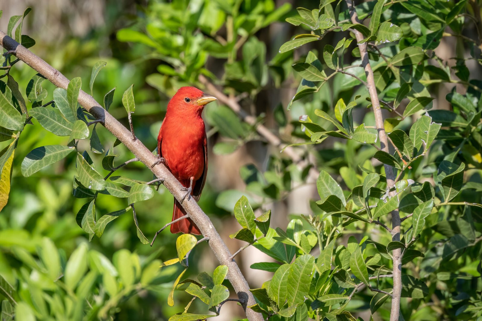 Summer Tanager Male Sitting On Branch In Sun