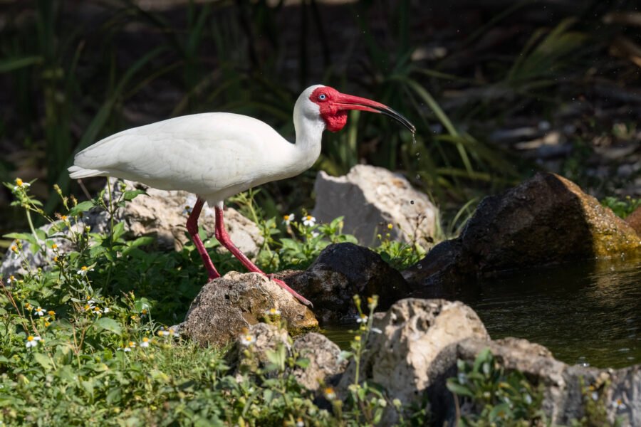 White Ibis In Breeding Plumage Gets Drink