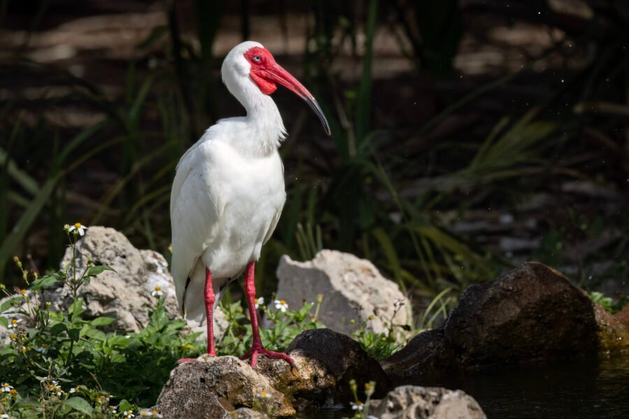 White Ibis In Breeding Plumage Stands By Fountain