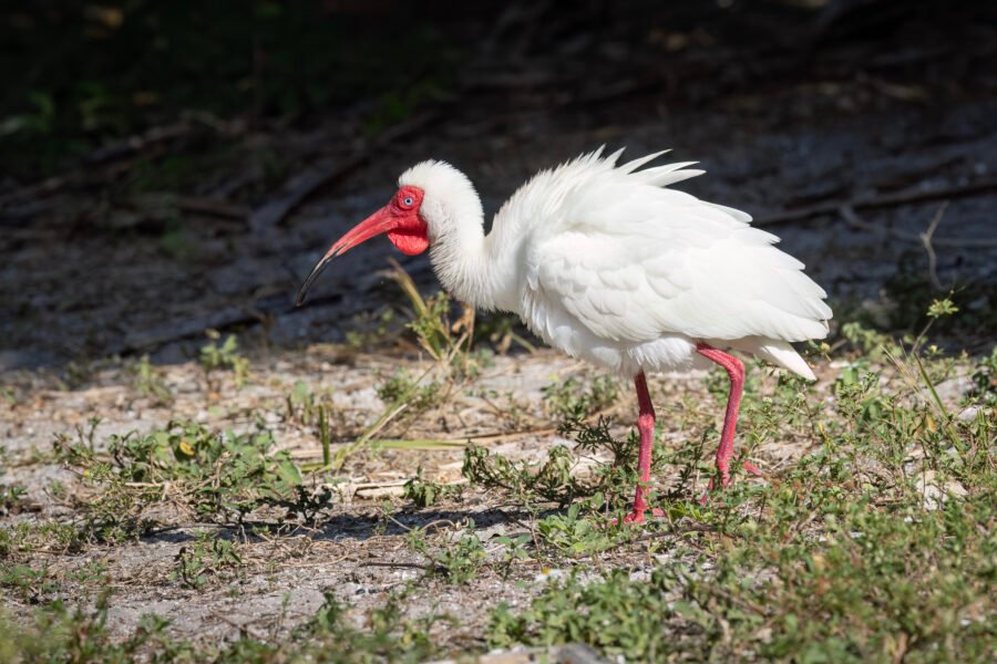 White Ibis In Breeding Plumage Walks Away