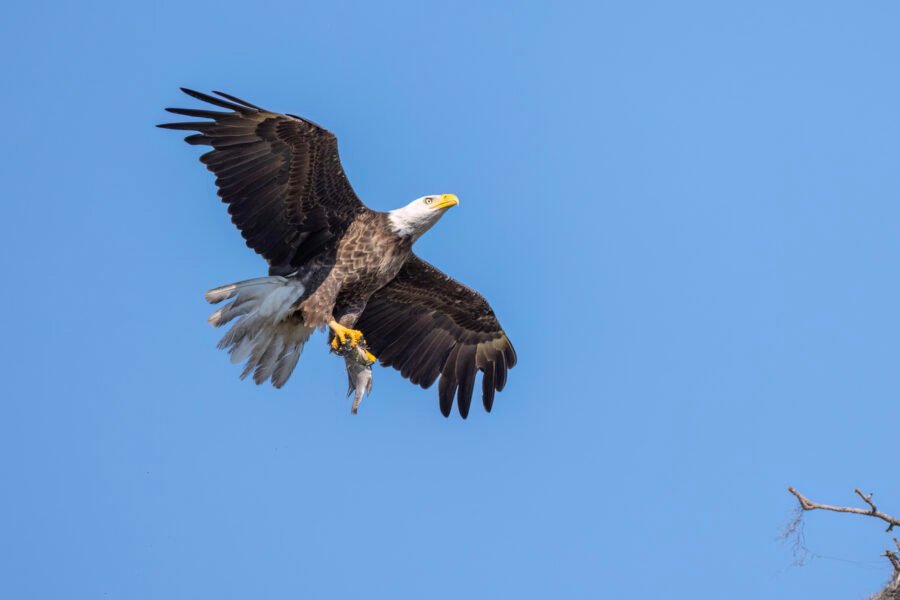 Bald Eagle Returns To Nest With Fresh Fish For Breakfast