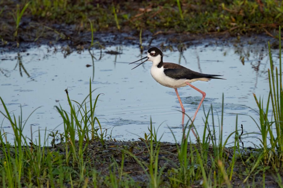 Black Necked Stilt Calling For Chick