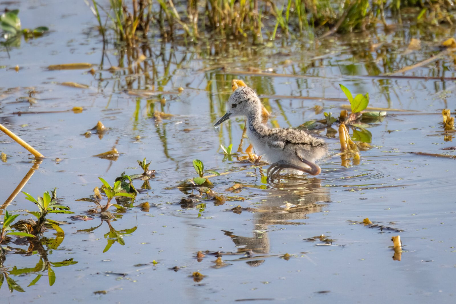 Black Necked Stilt Chick Walking Through Water