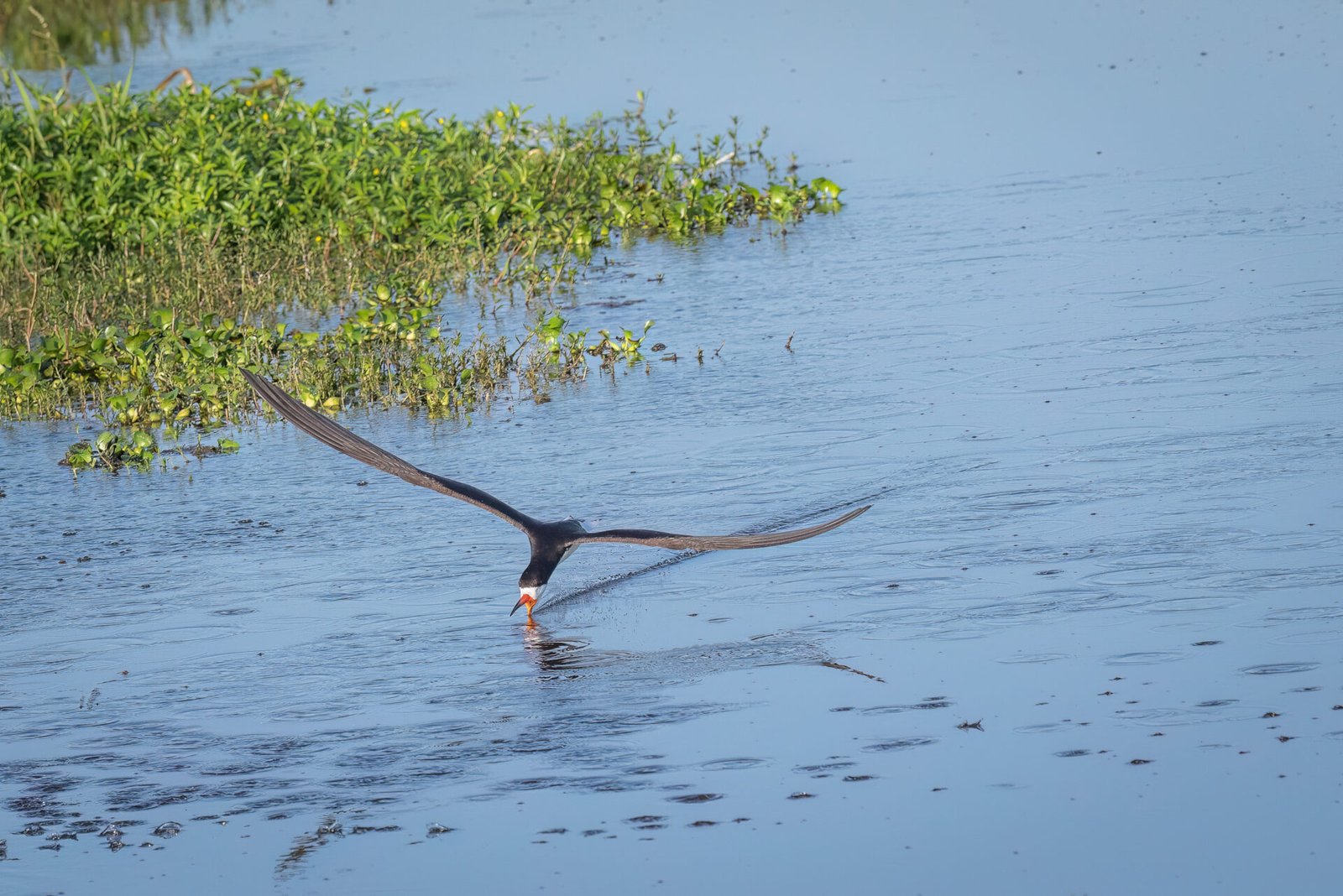 Black Skimmer Sailing Through Minnows
