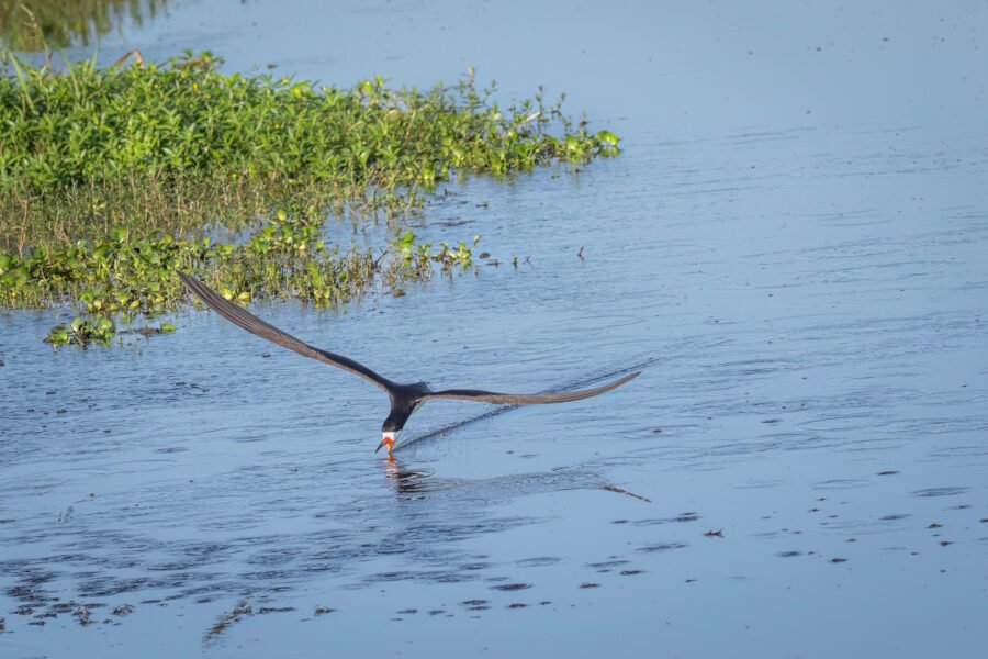 Black Skimmer Sailing Through Minnows