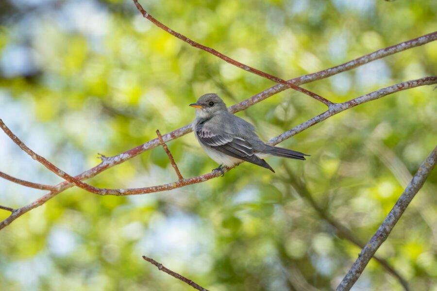 Eastern Wood Pewee Sitting On Branch