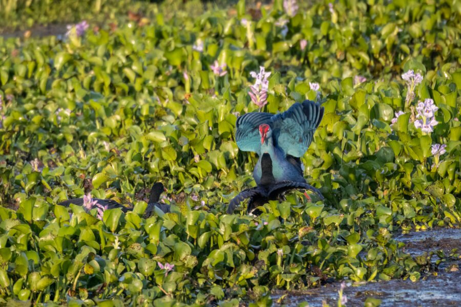 Grey Headed Swamphen Confronts Common Gallinule