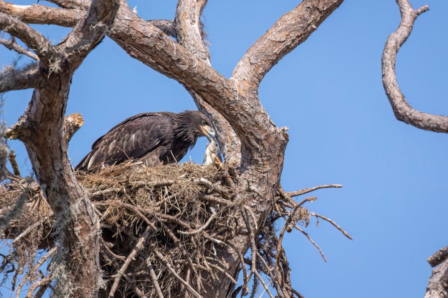 Juvenile Bald Eagle Enjoys Fresh Fish For Breakfast