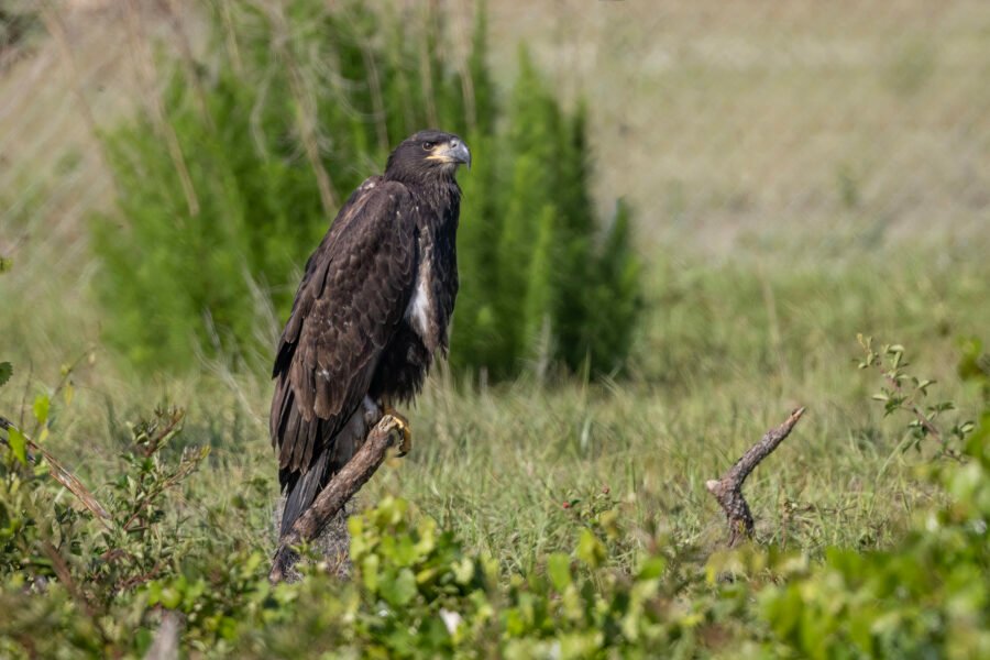 Juvenile Bald Eagle Sits On Fallen Branch Beneath Nest