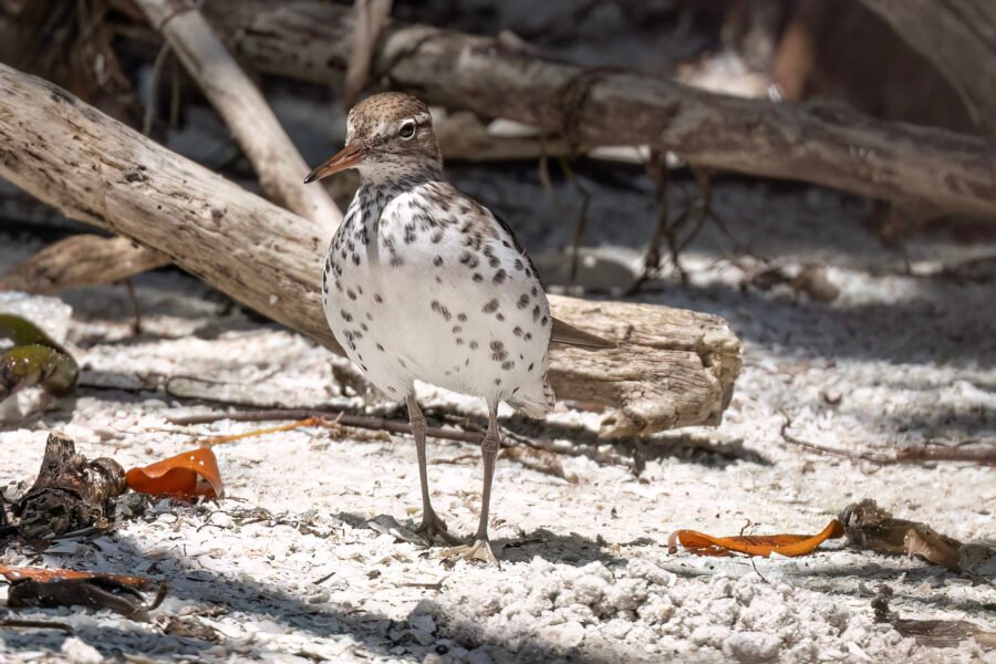 Spotted Sandpiper Walking In Sand