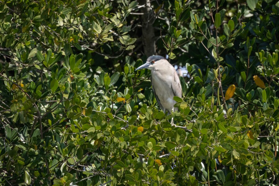 Black Crowned Night Heron Perched On Branch Near Water