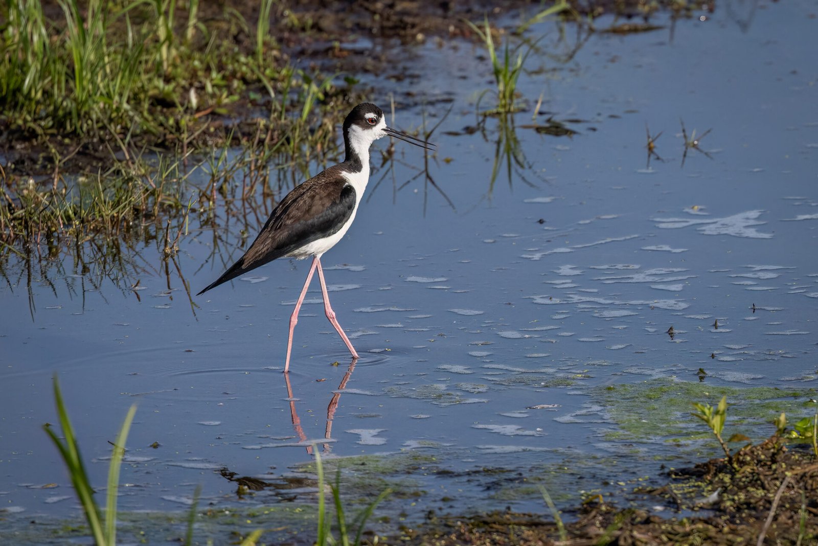 Black Necked Stilt Wades Through Water