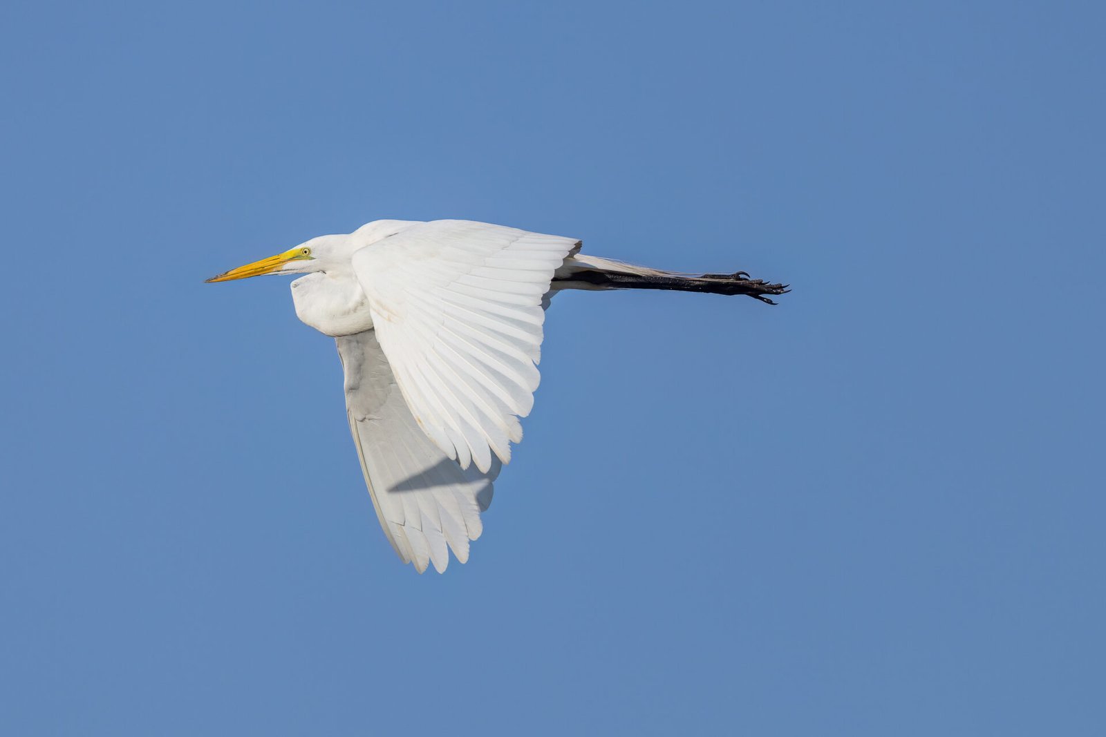 Great Egret Flies By To Left In Morning Sun
