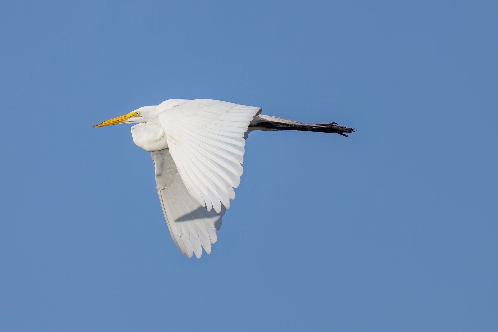 Great Egret Flies By To Left In Morning Sun