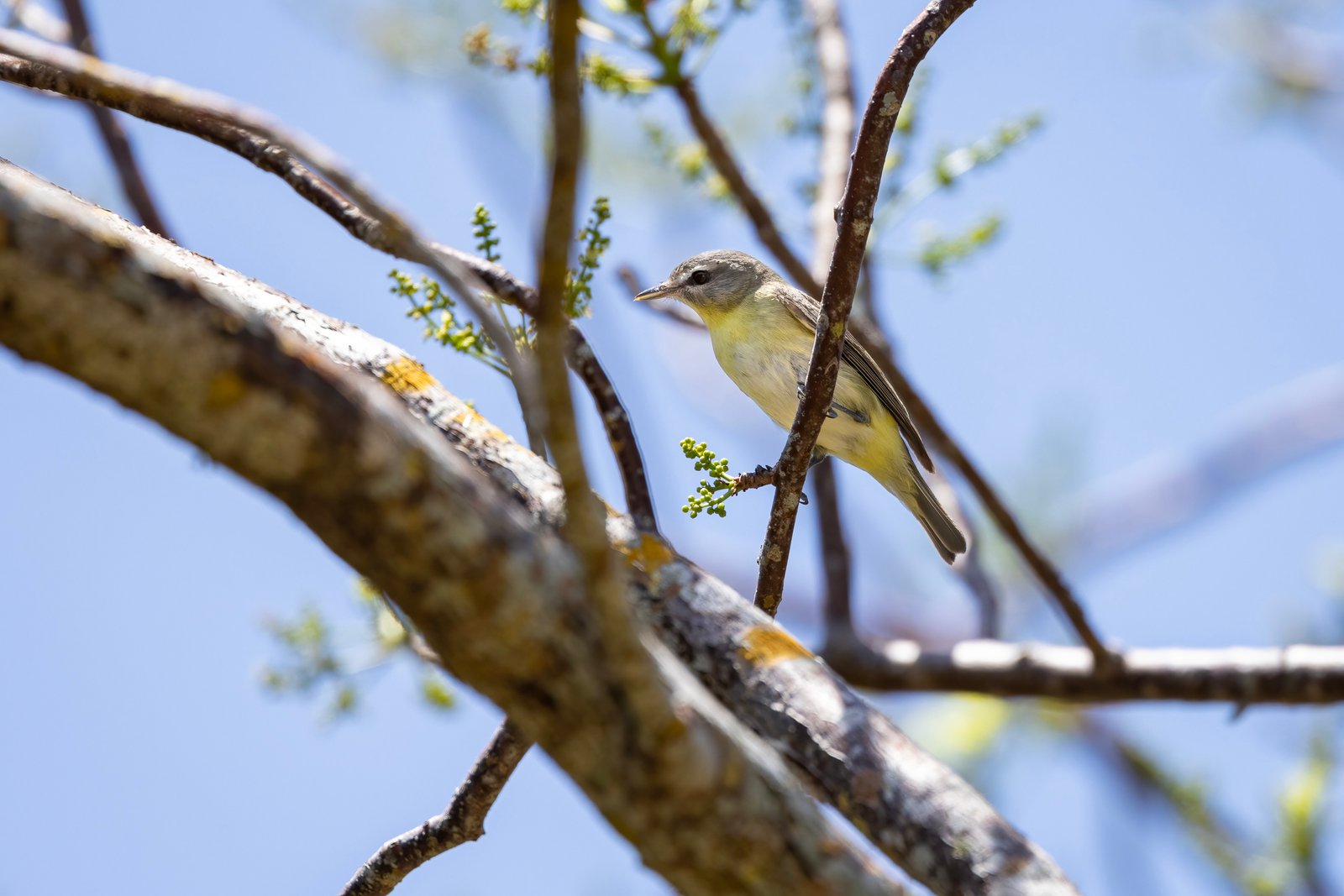 Philadelphia Vireo In Tree Top Looking For Meal