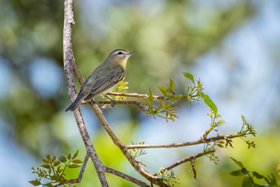 Philadelphia Vireo Rests In The Shade