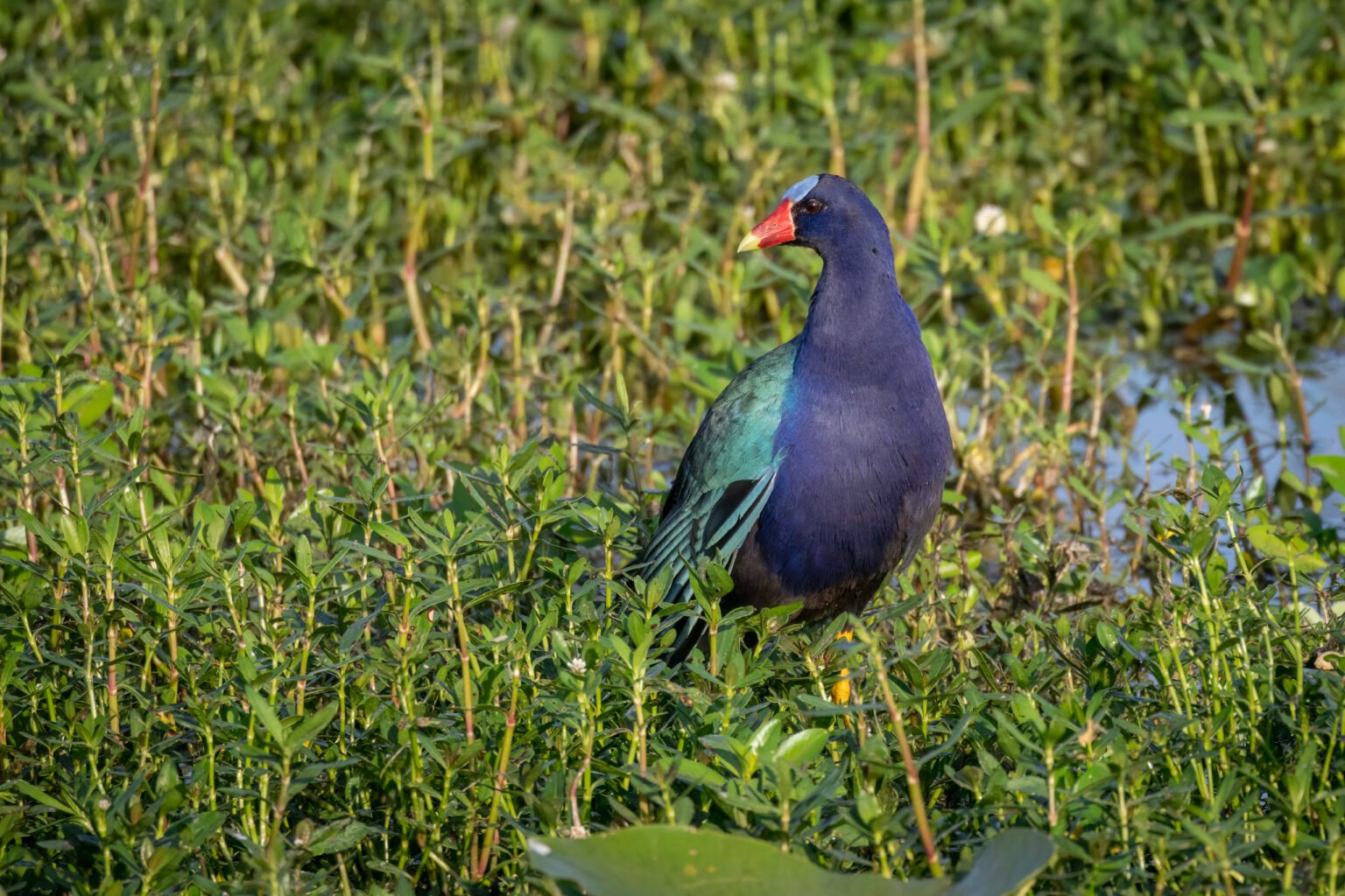 Purple Gallinule Looking Back From Weed