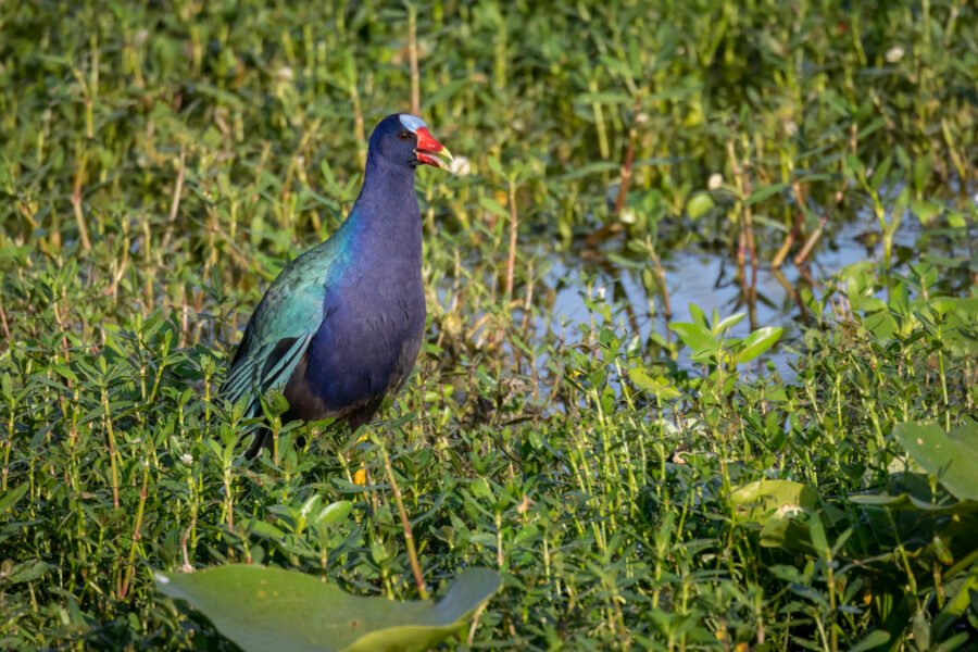 Purple Gallinule Standing In The Weeds