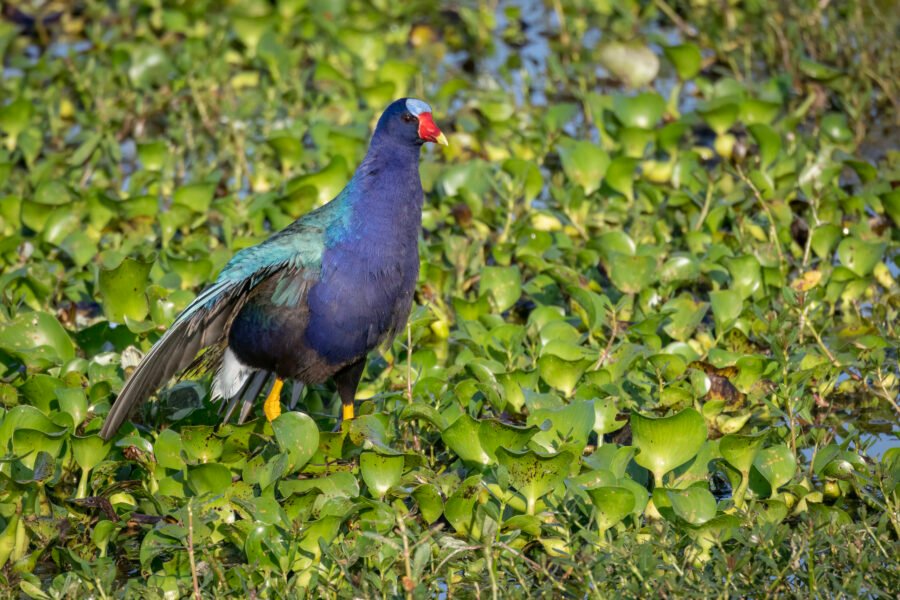 Purple Gallinule Stretches His Wing