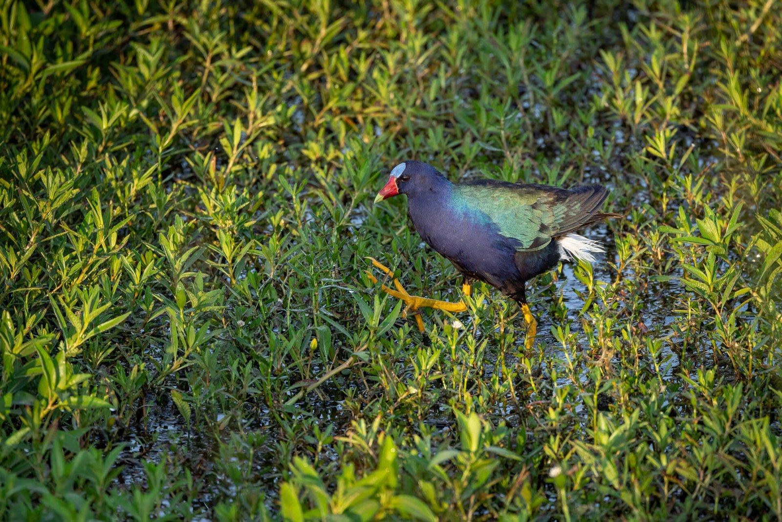 Purple Gallinule Walking Across The Marsh