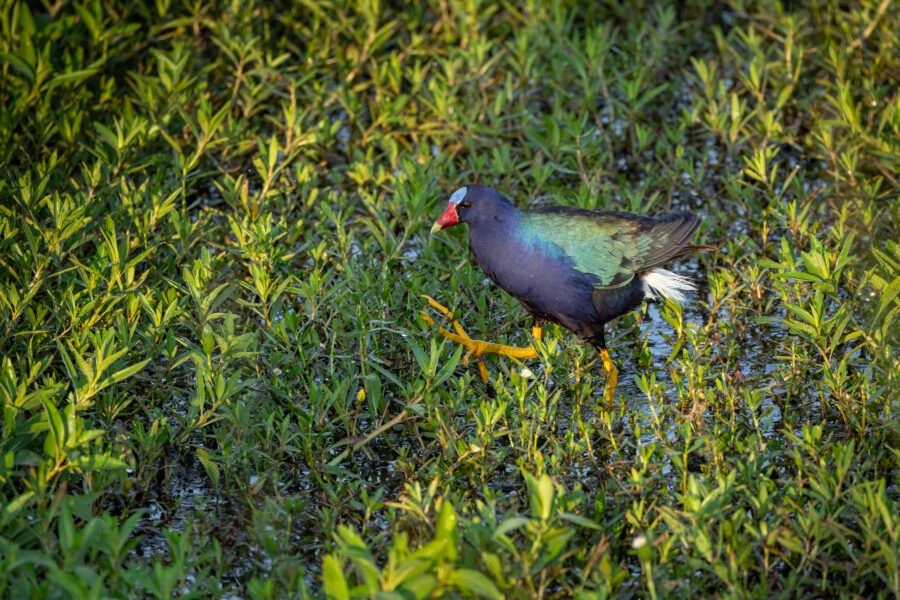 Purple Gallinule Walking Across The Marsh