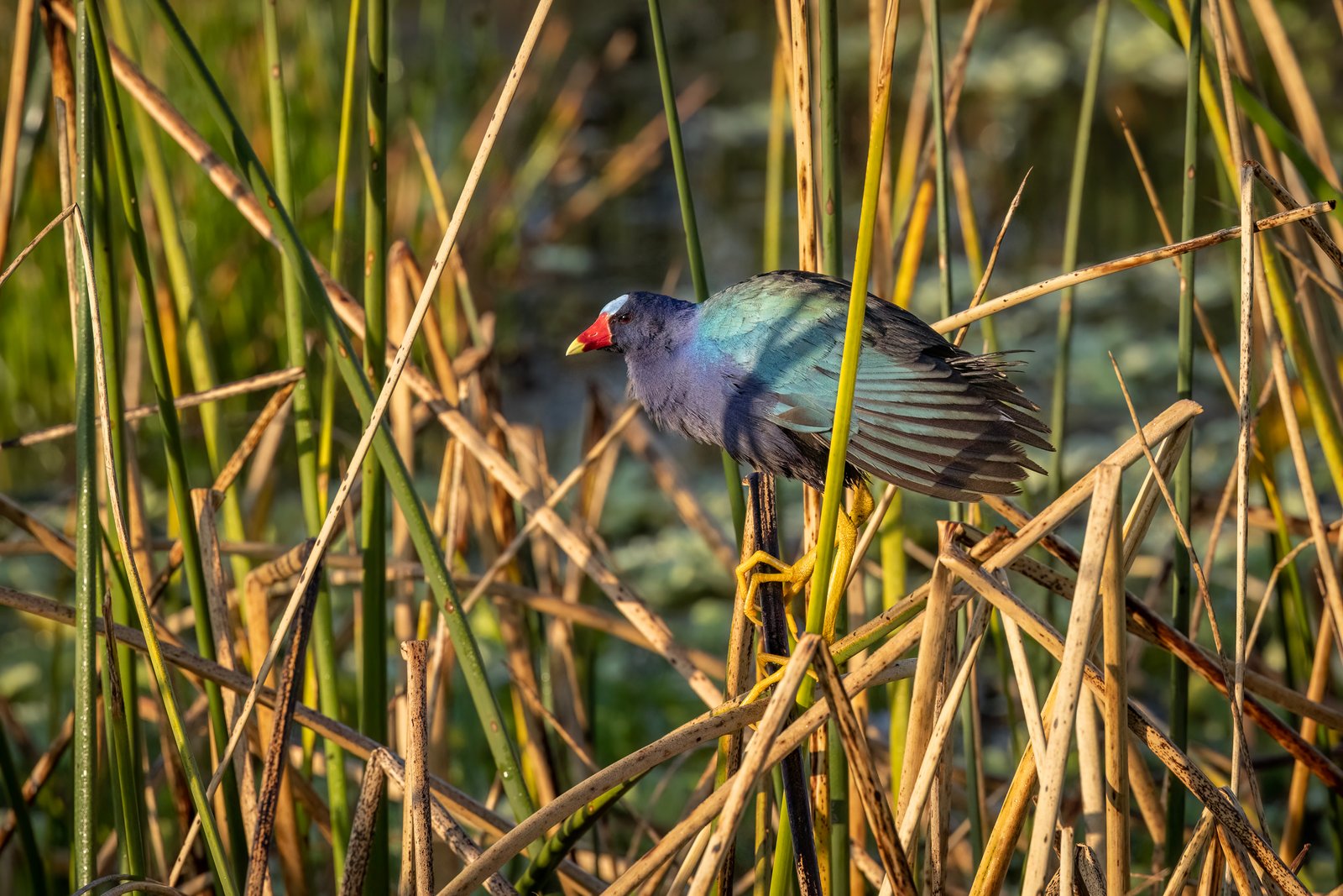 Purple Gallinule Walking Through The Reeds