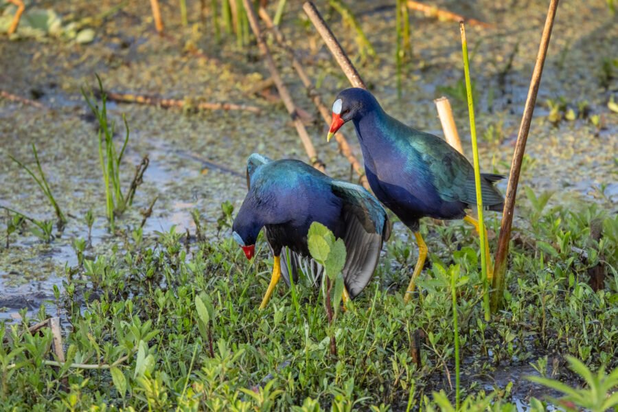 Purple Gallinule Watches His Mate