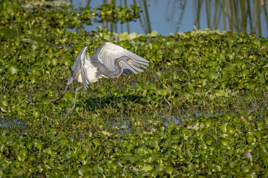 Tri Colored Heron Chasing Fish Through Weeds