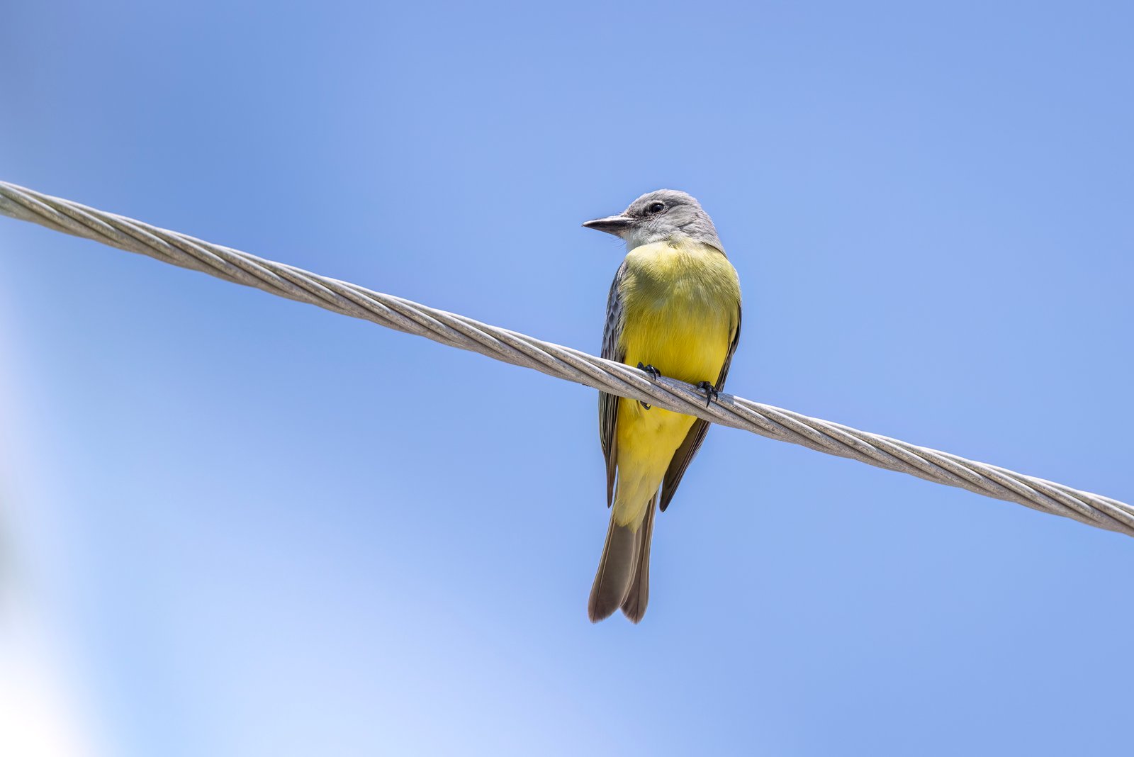 Tropical Kingbird Perched On Wire